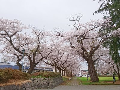 桜風景１
